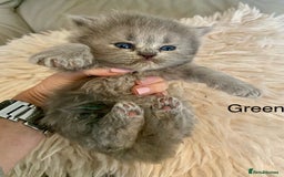 British Longhair cats for sale: HEALTH TESTED BRITISH LONGHAIR MAINE COON BLUE - Image 7