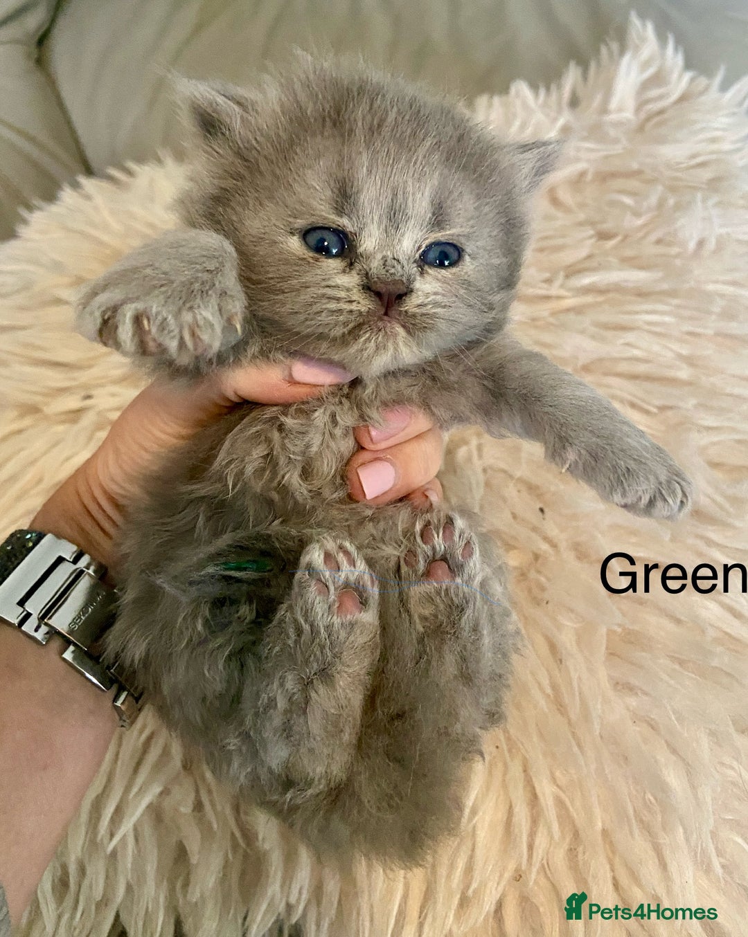 British Longhair cats for sale: HEALTH TESTED BRITISH LONGHAIR MAINE COON BLUE - Image 7