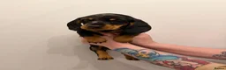 Miniature Dachshund dogs for sale: Miniature dapple Dachshund  in Leicester - Advert 12