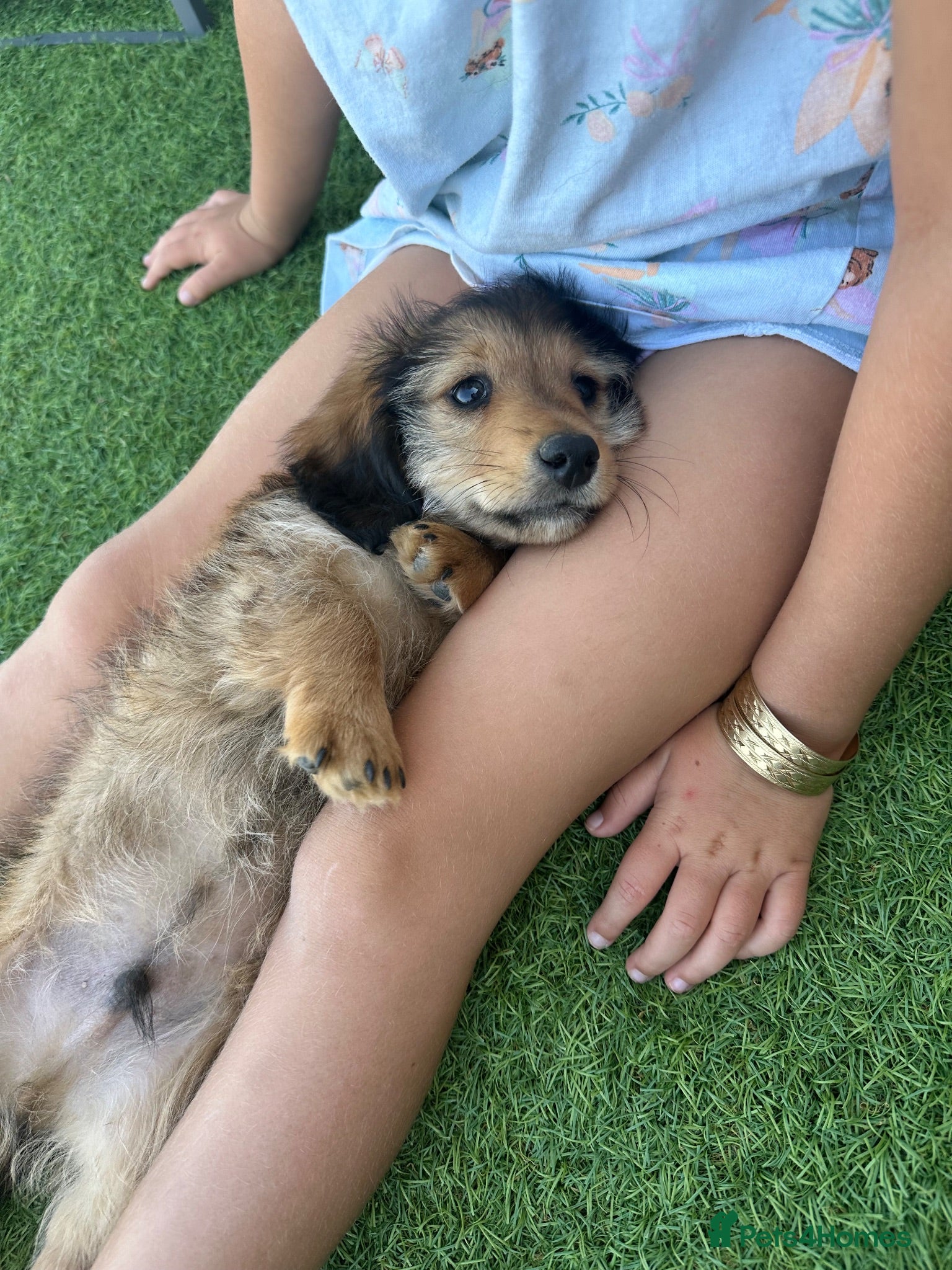 Dachshund dogs KC REG READY NOW! long haired miniature dachshund - Advert 1