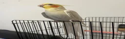Cockatiels birds for sale: Australian Cockatiel in London - Advert 2