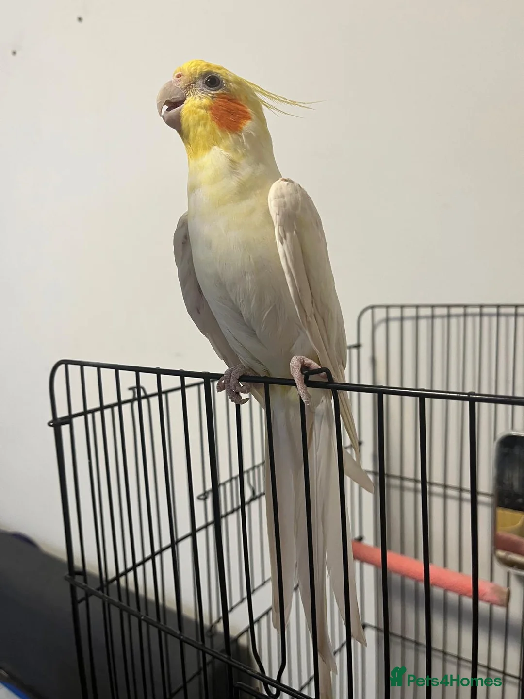 Cockatiels birds for sale: Australian Cockatiel in London - Advert 2