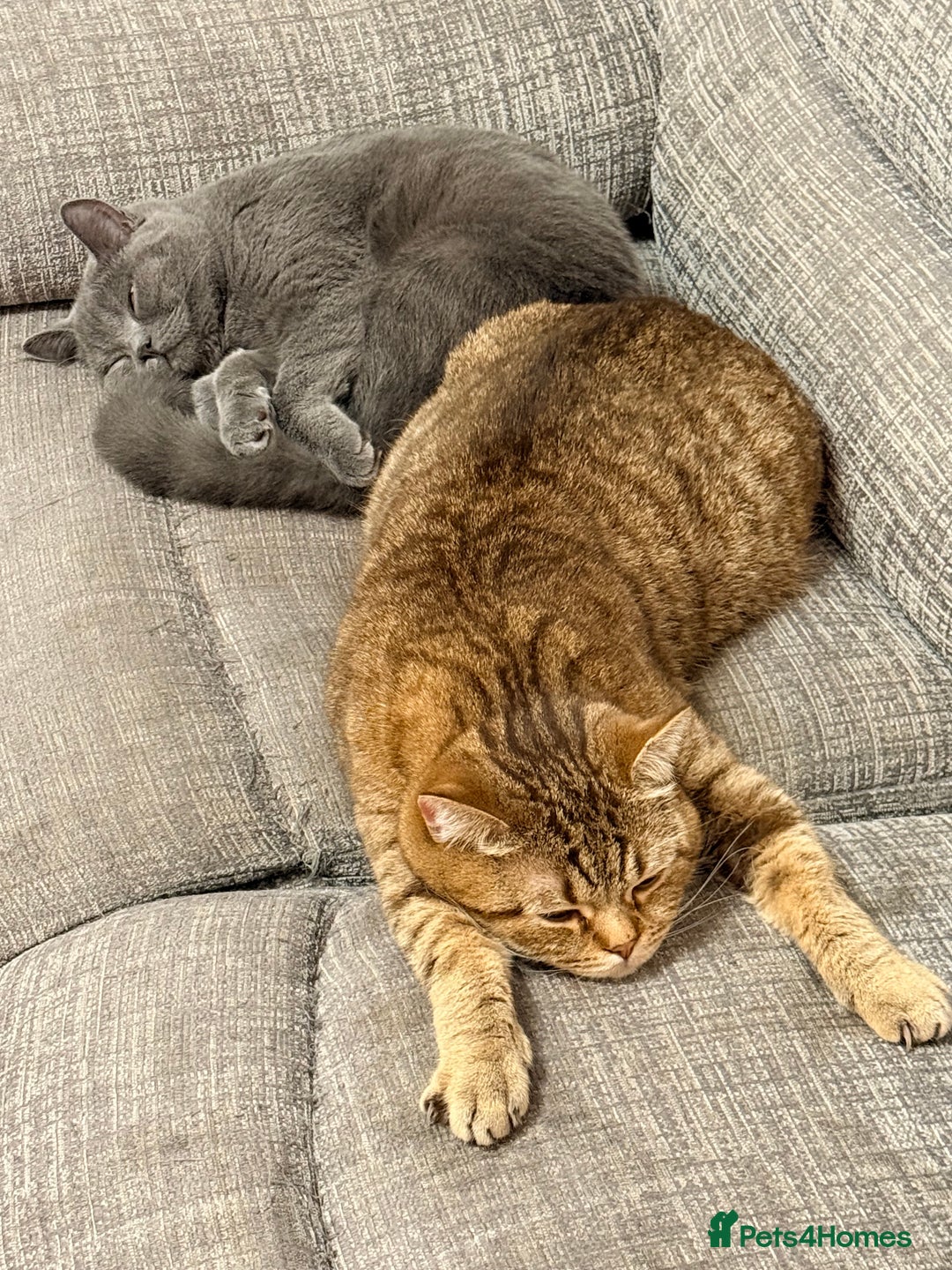 British Shorthair cats for sale: British short hair - Advert 3