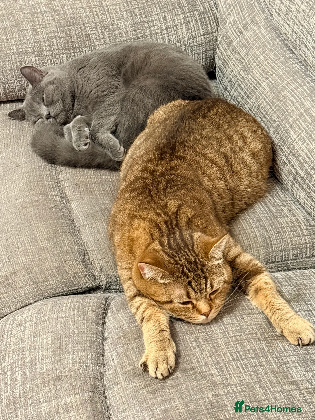 British Shorthair cats for sale: British short hair - Advert 3