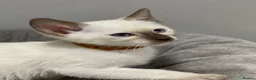 Siamese cats for sale: GCCF Registered Siamese Kittens  - Advert 5