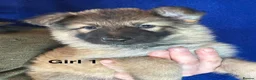 German Shepherd dogs for sale: Chunky, Long Coated German Shepherds - Advert 16