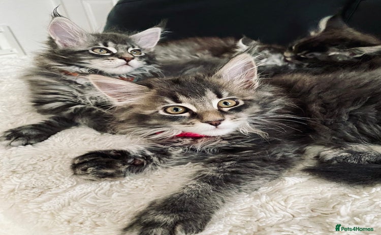 Maine Coon cats - Advert 1