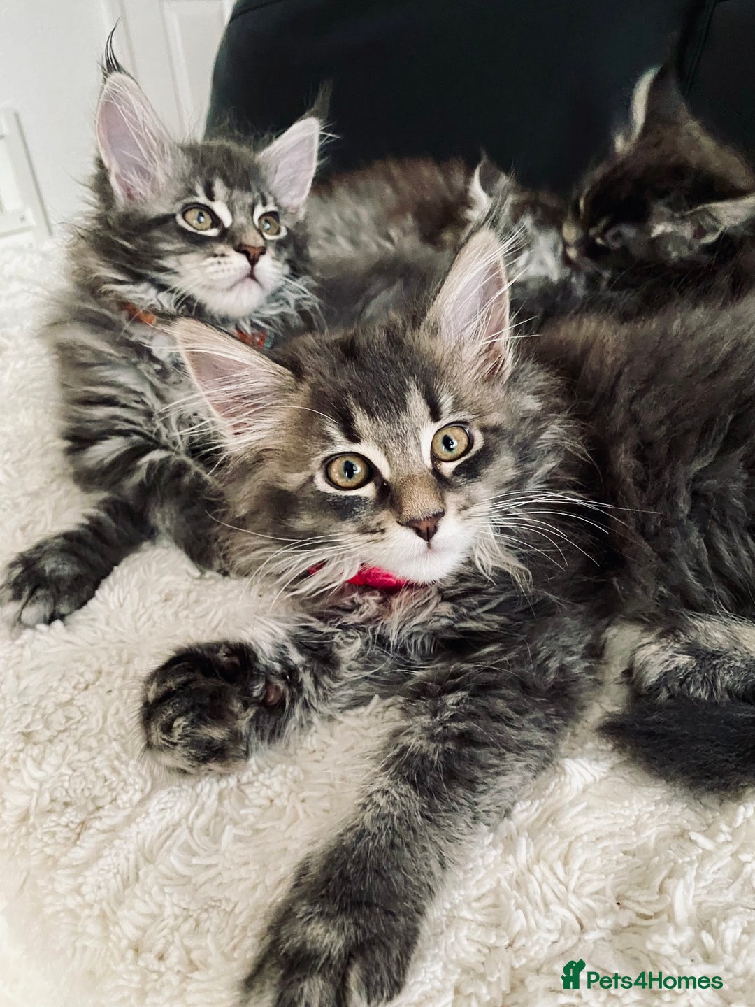 Maine Coon cats for sale: Maine Coon Kittens Ready for Their Forever Homes - Image 1