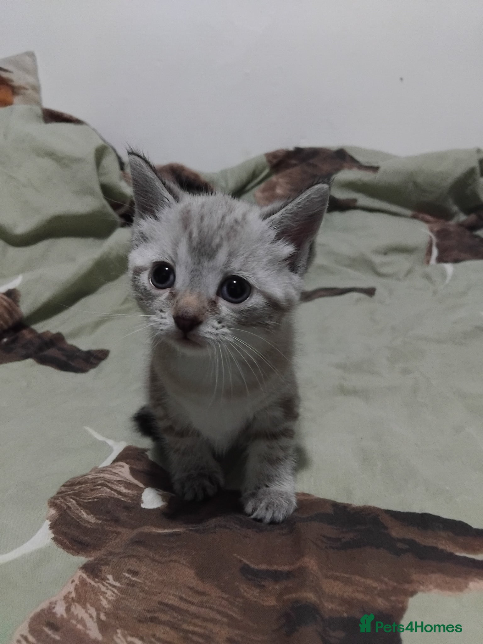 British Shorthair cats only 1 female left now £200  - Advert 7