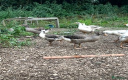 Geese poultry for sale: Embden X Toulouse Goslings  - Image 4