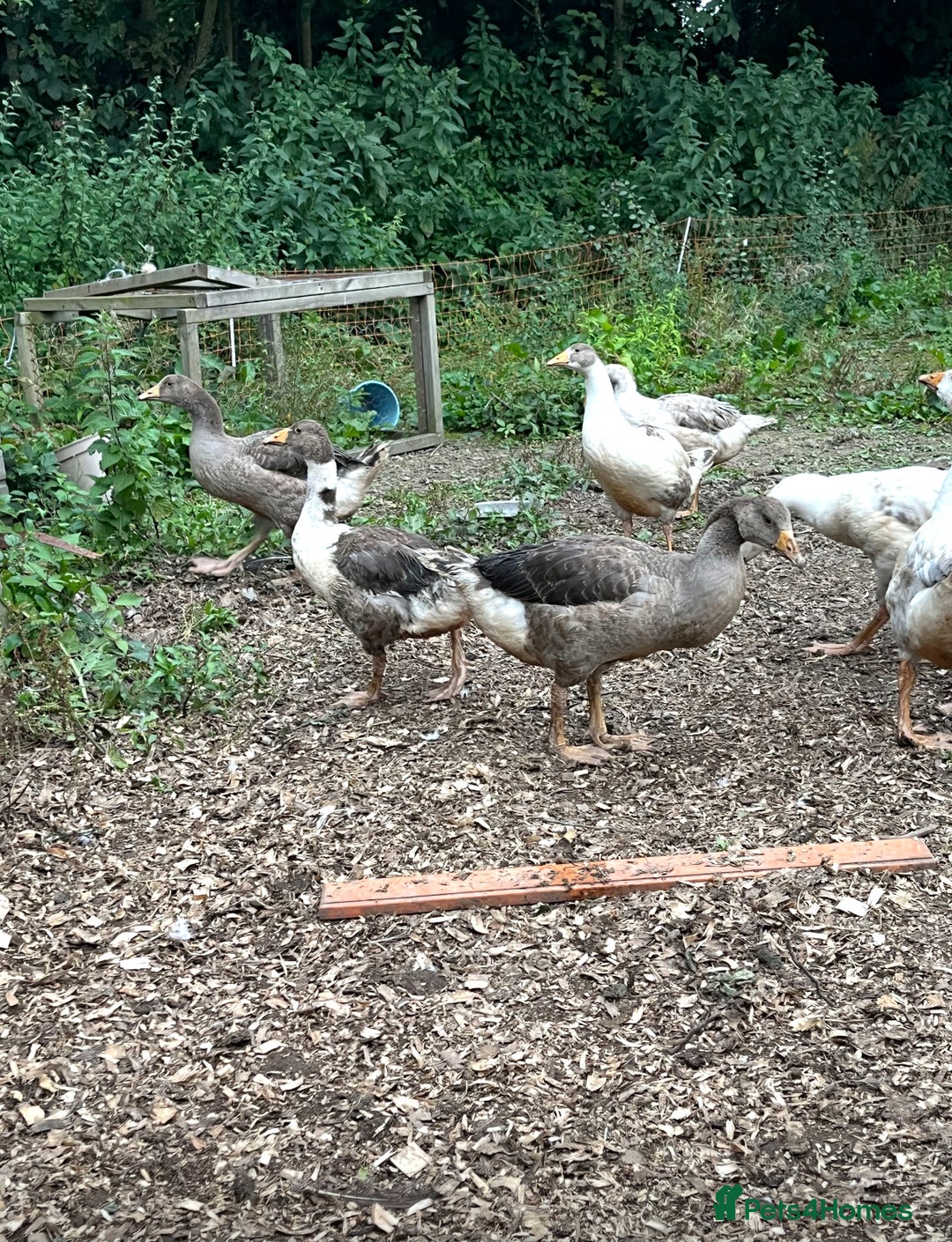 Geese poultry for sale: Embden X Toulouse Goslings  - Image 4
