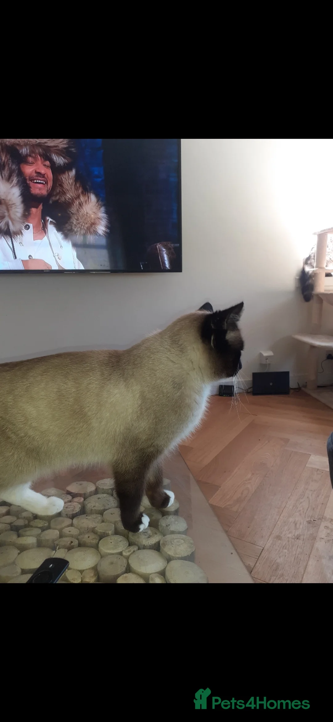 Ragdoll cats for sale: Very friendly boy - Advert 2