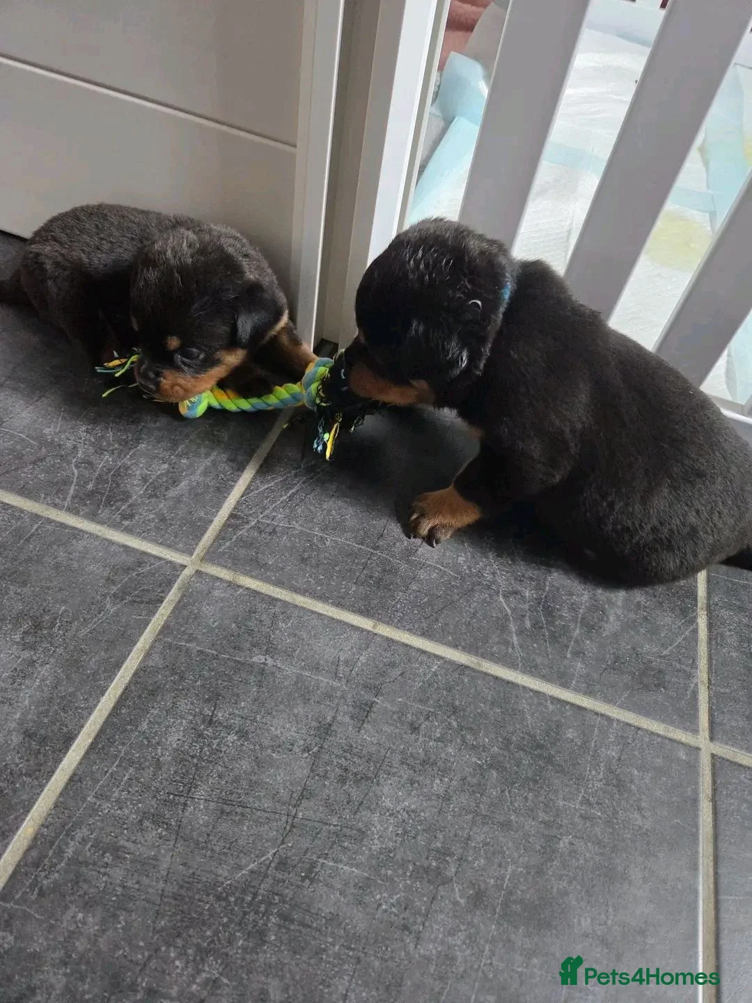 Rottweiler dogs for sale: Beautiful rottweiler puppies in Sheffield - Advert 2