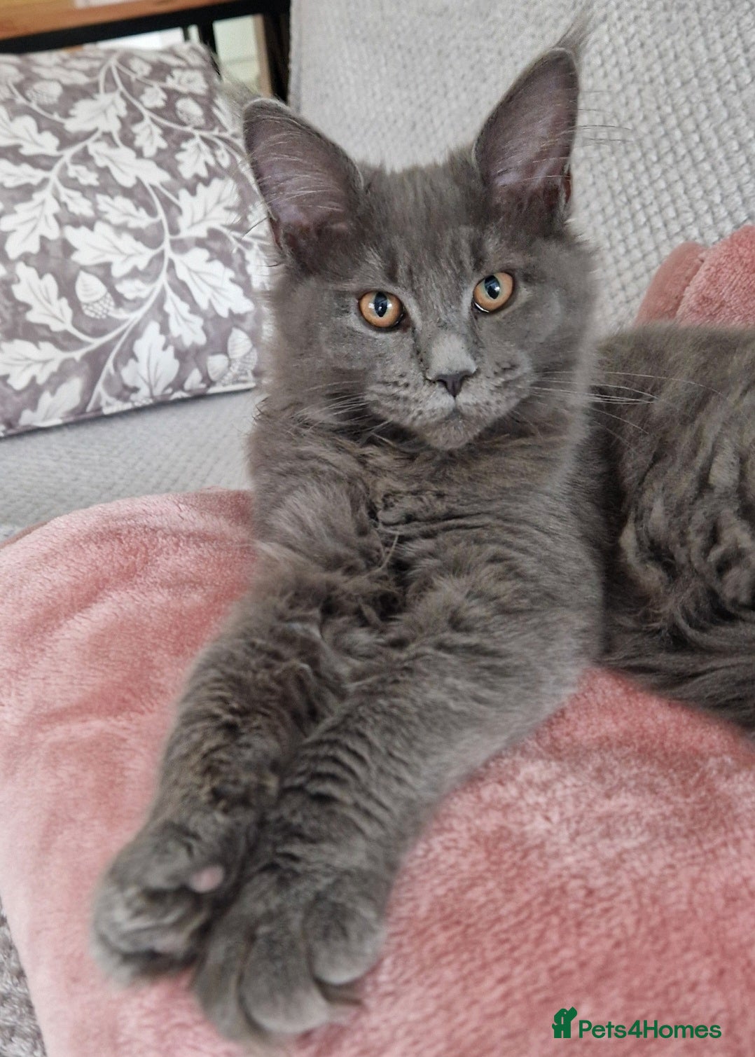 Maine Coon cats Maine Coon Active Girl, Solid Blue - Advert 1