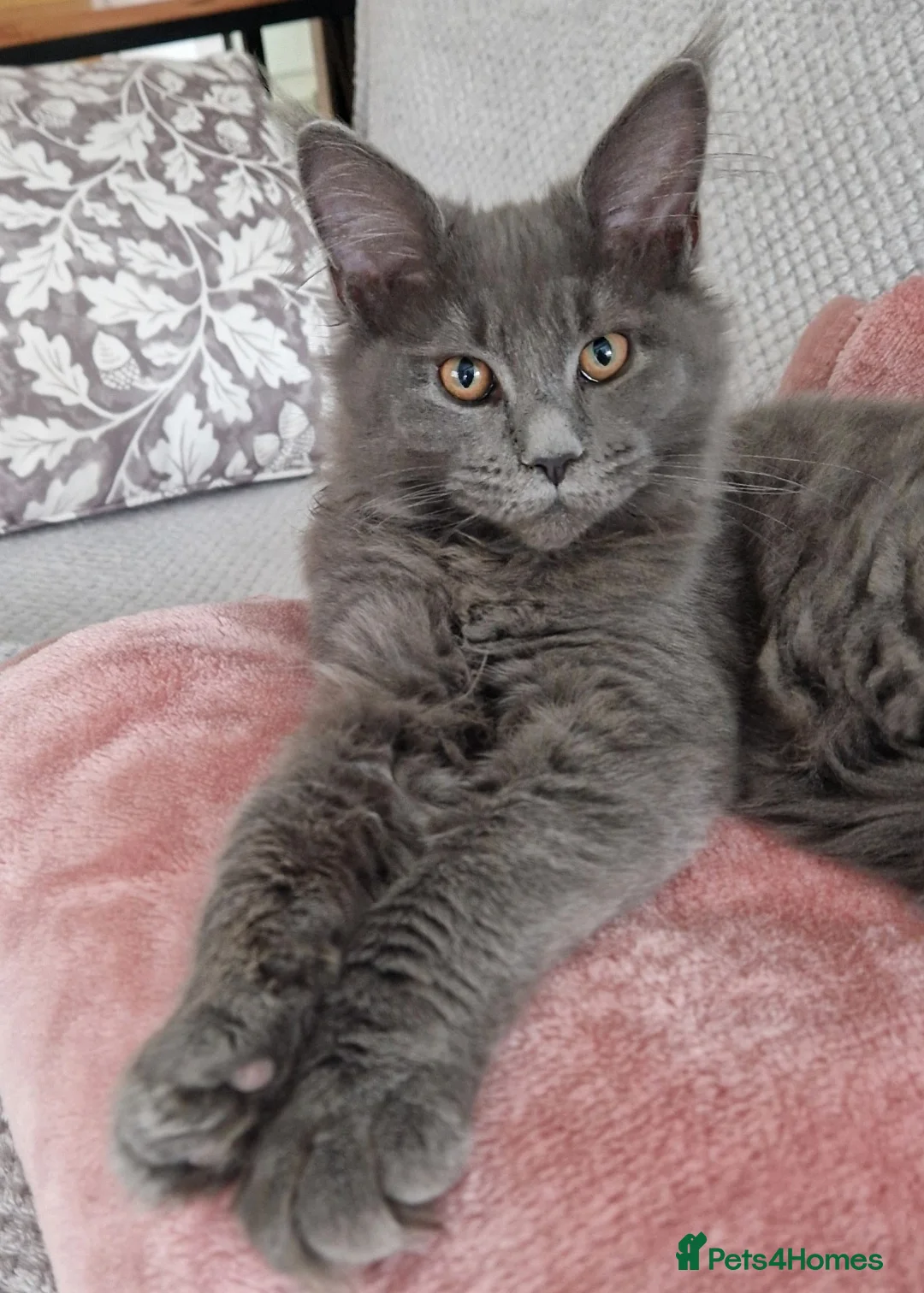 Maine Coon cats for sale: Maine Coon Active Girl, Solid Blue in Chorley - Advert 1