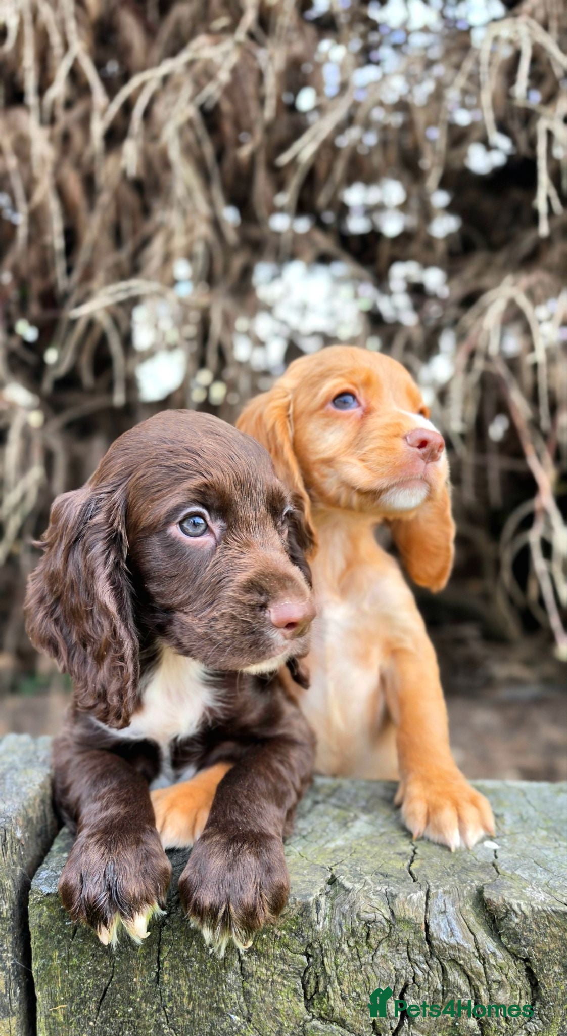 Cocker Spaniel dogs ONLY 2 BEAUTIFUL KC WORKING TYPE COCKER SPANIEL  - Advert 2