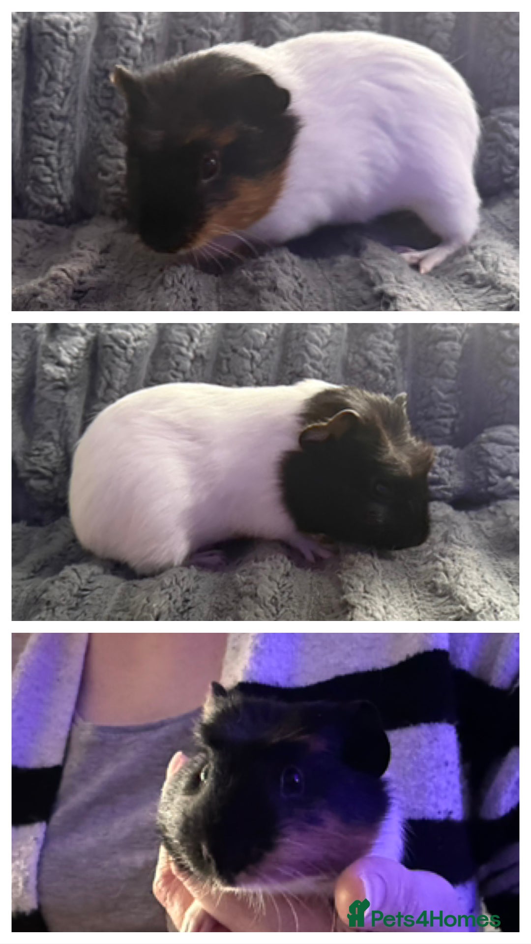 Guinea Pig rodents for sale: 💙Guinea Pigs💙 - Image 2