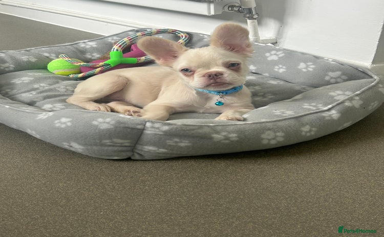 French Bulldog dogs - Advert 6