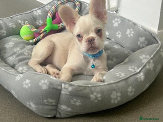 French Bulldog dogs - Advert 12