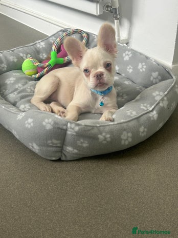 French Bulldog dogs - Advert 2