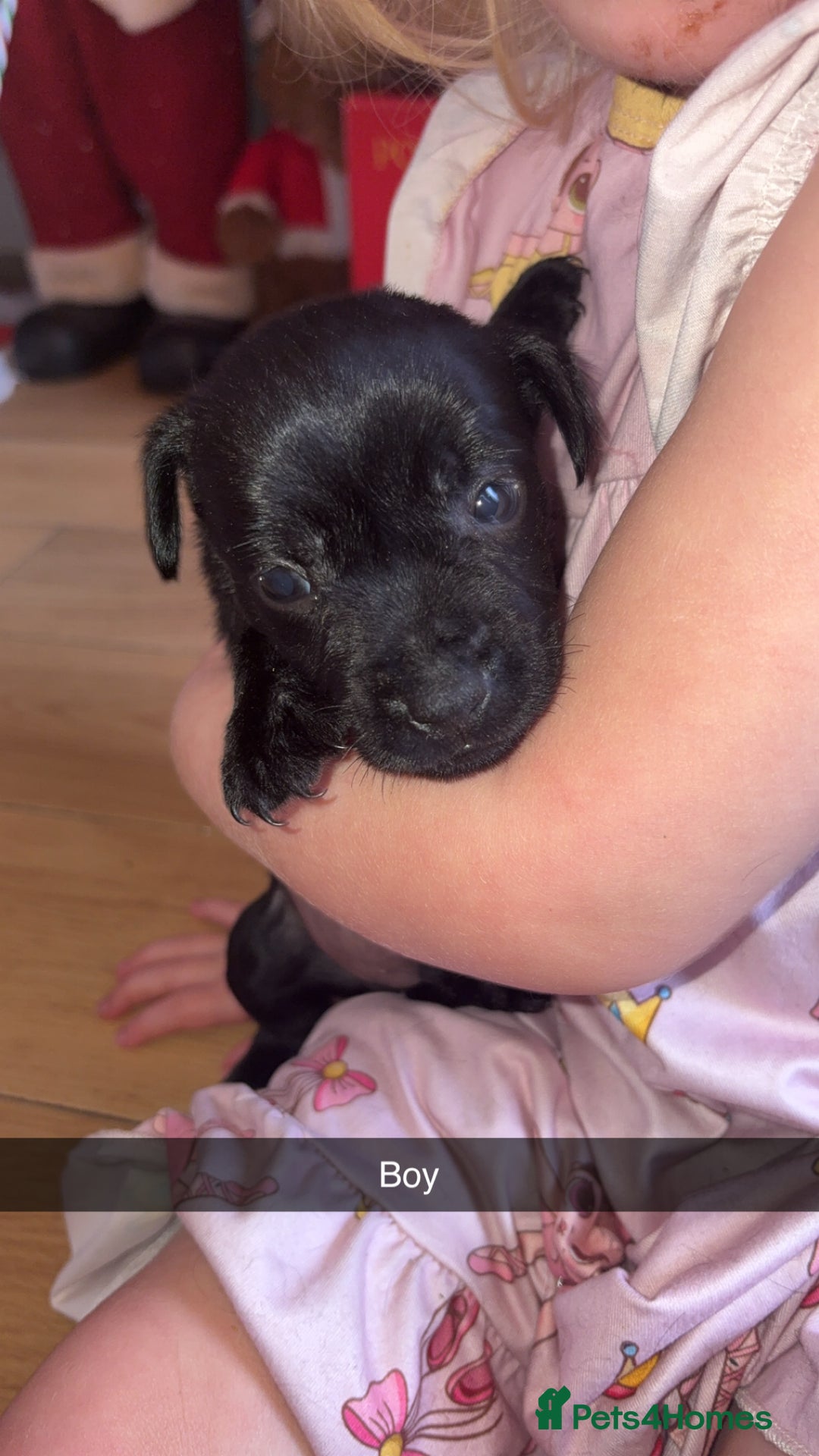 Patterdale Terrier dogs for sale: Patterdale terriers  - Advert 4