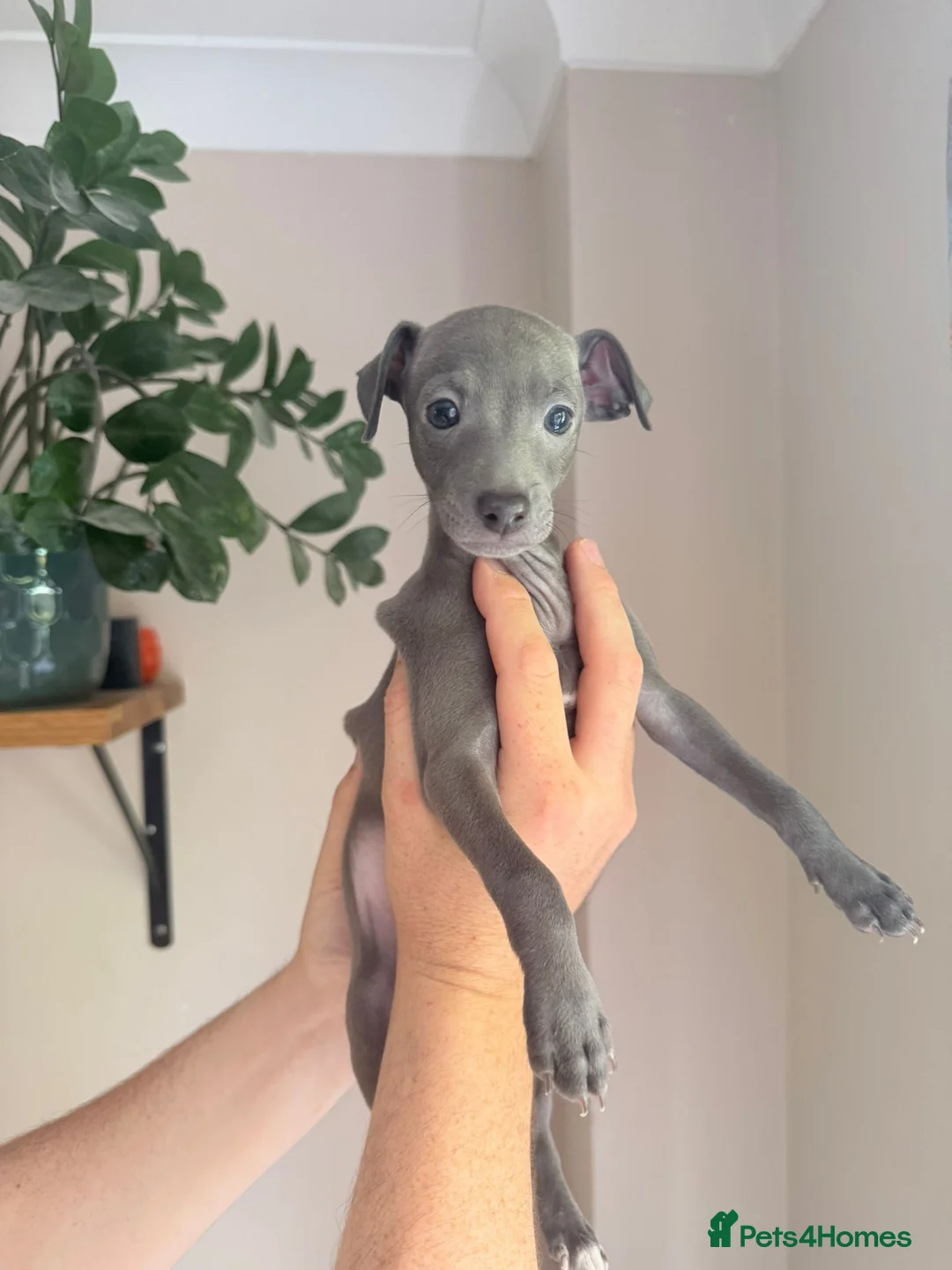 Italian Greyhound dogs for sale: LASTONE Stunning KC Italian Greyhound Puppies  - Advert 1