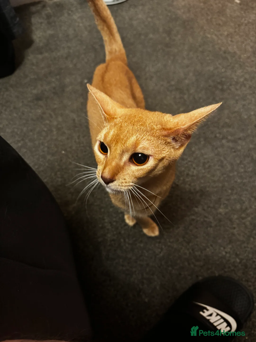 Abyssinian cats for sale: Silver Fawn Abyssinian - Advert 1