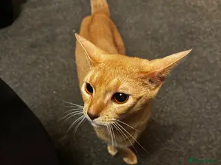 Abyssinian cats Silver Fawn Abyssinian - Advert 15