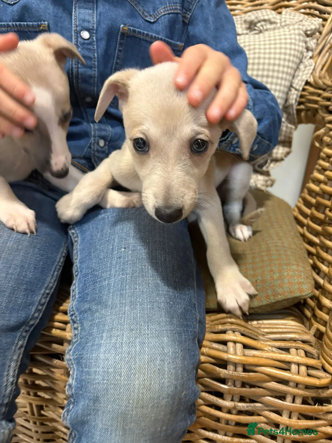 Whippet dogs for stud: Whippet Dog at Stud in Swadlincote - Advert 6