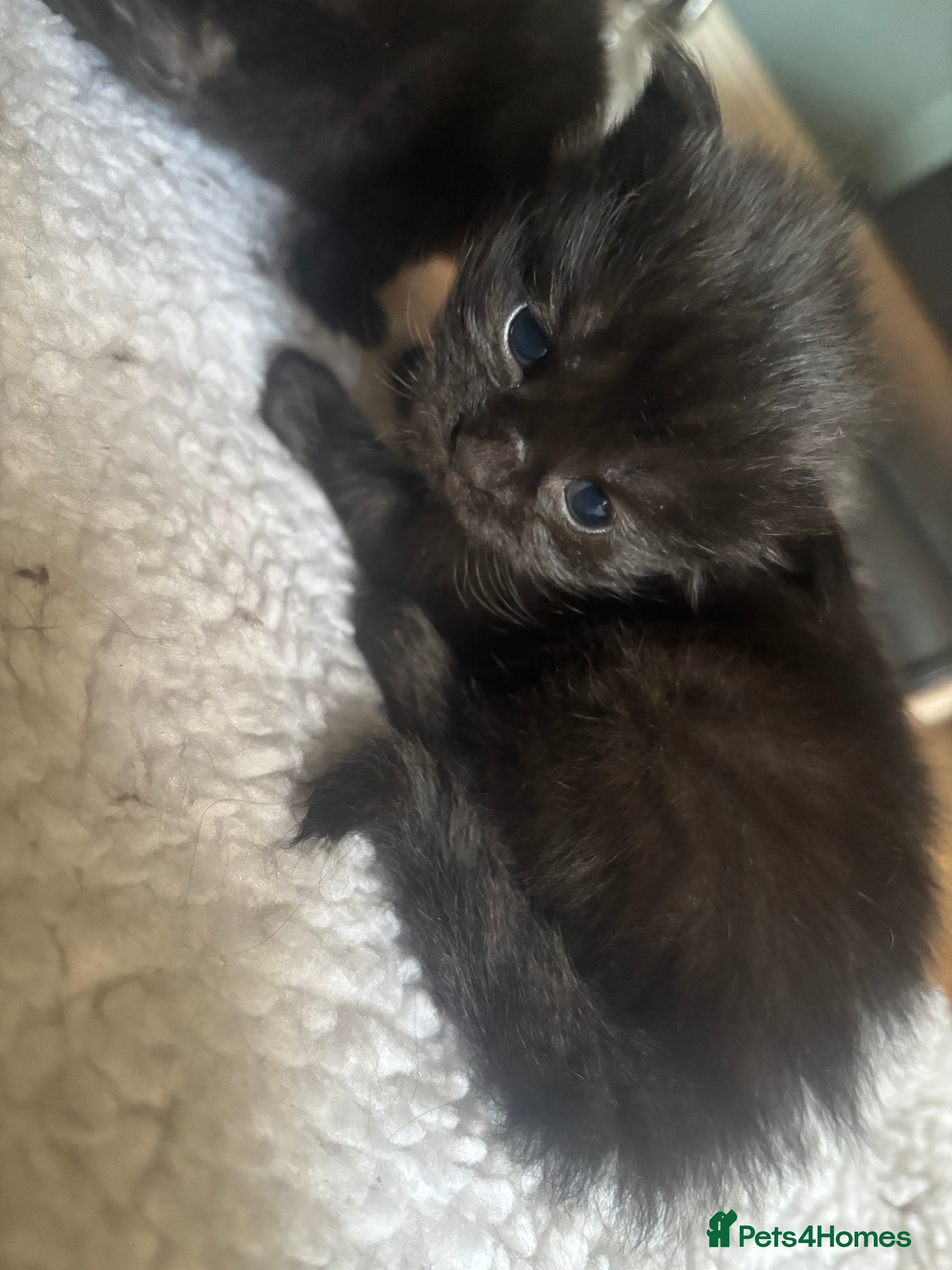 Ragdoll cats for sale: Ragdoll/persian mix - Advert 3