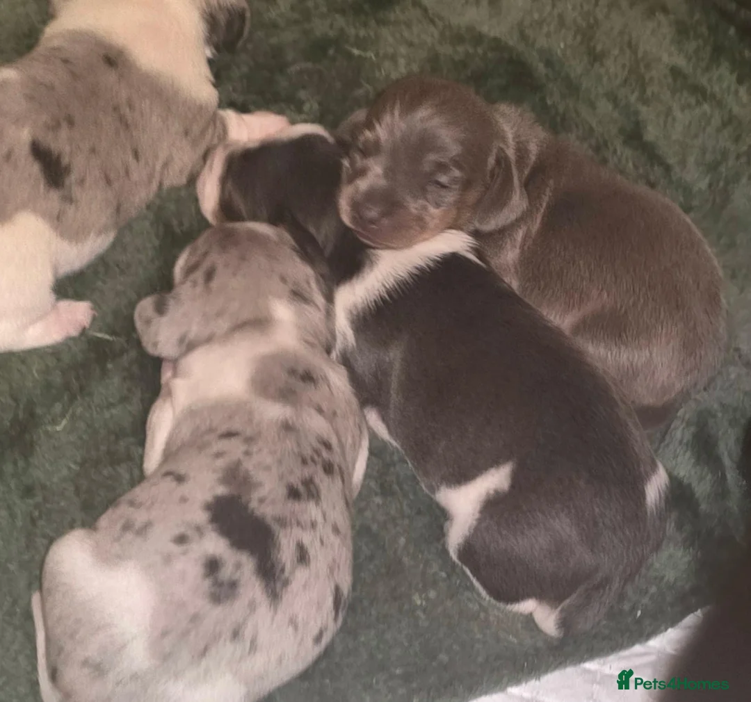 Dachshund dogs for sale: Mini dashunds puppies - Advert 1
