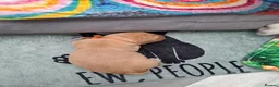 Golden Retriever dogs for sale: Golden Retriever Puppies looking for new homes in Ascot - Advert 8