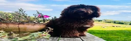 Mixed Breed dogs for sale: Beautiful Puppies Ready for their new families  - Advert 5