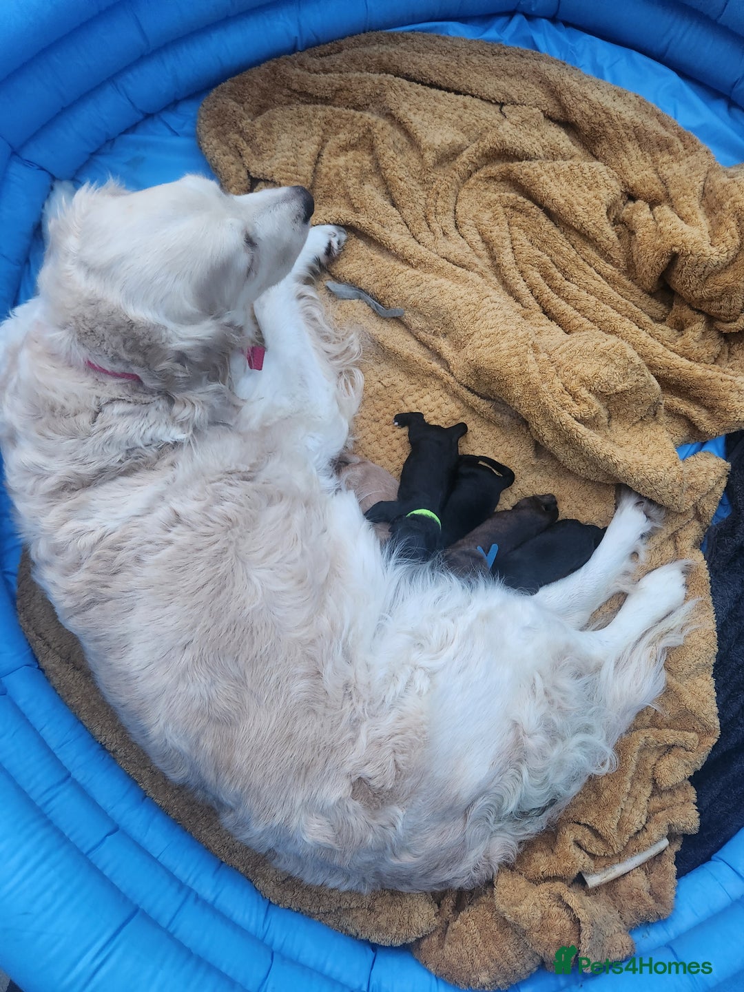 Mixed Breed dogs for sale: ​Beautiful Golden Retriever x Spaniel Pups - Advert 1