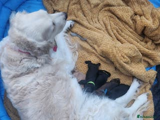 Mixed Breed dogs Beautiful Golden Retriever x Spaniel Pups - Advert 12