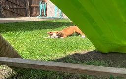 Boxer dogs for sale: Kc Boxer 1 Tailed Girl Left - Image 8