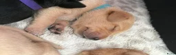 Labrador Retriever dogs for sale: Two amazing pups left from litter of 6 - Advert 16