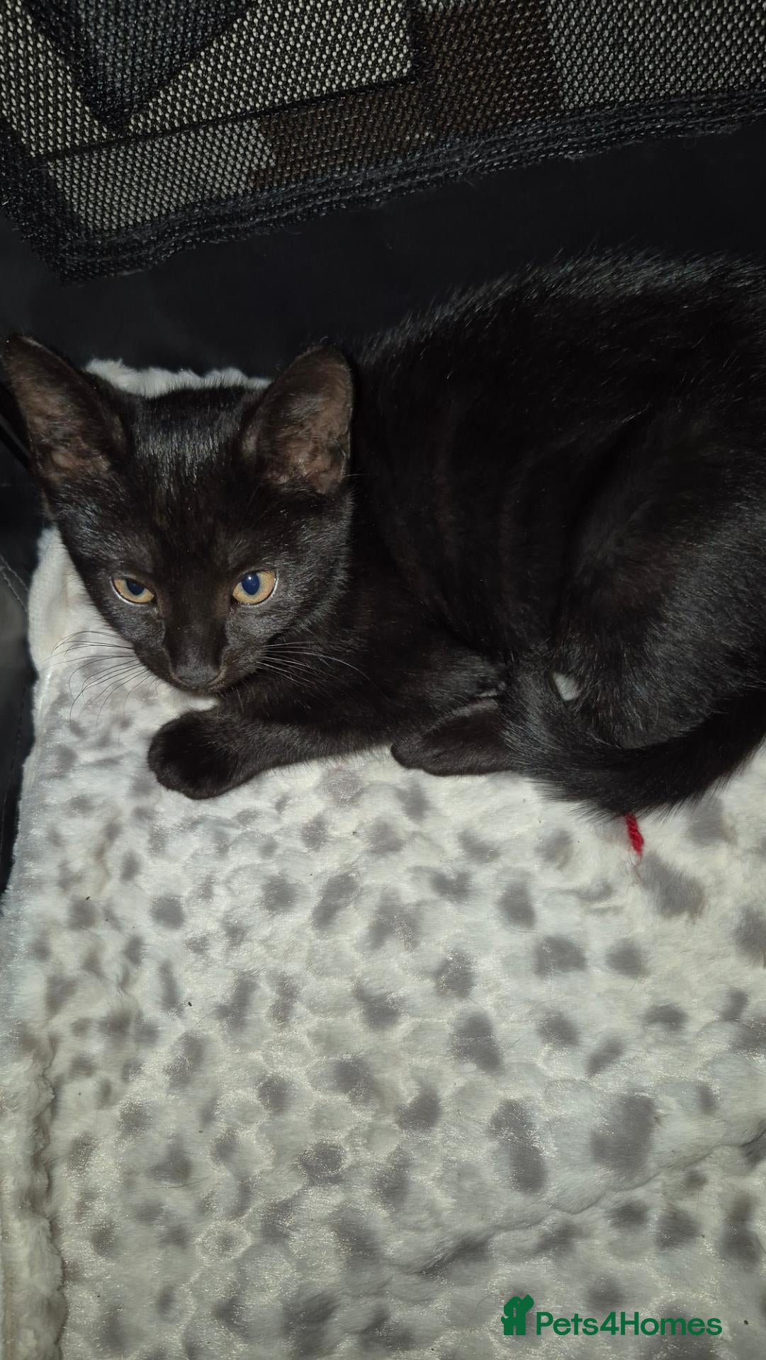 Mixed Breed cats Perfect little babies - Advert 4