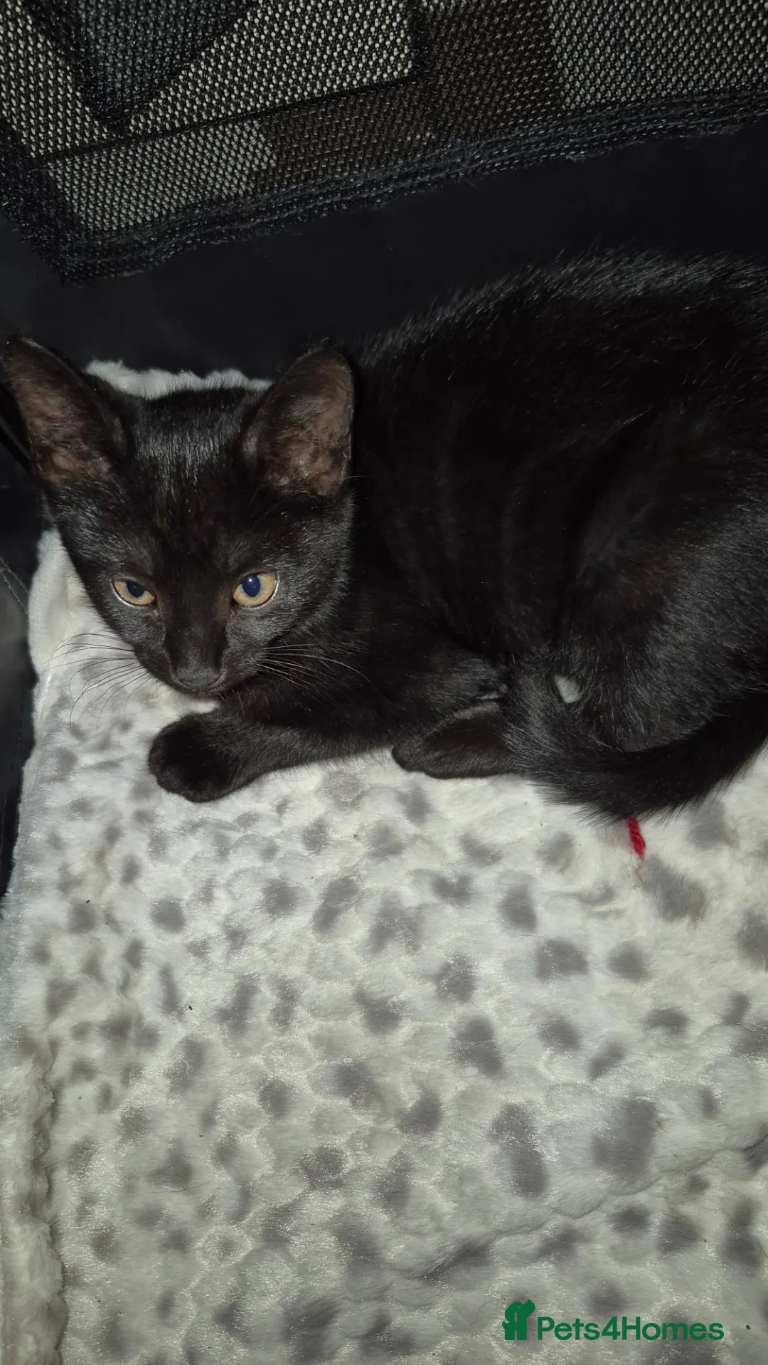 Mixed Breed cats for sale: Perfect little babies - Advert 1