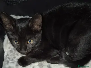 Mixed Breed cats Perfect little babies - Advert 4