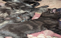 Bombay cats for sale: Different prices Bombay X long hair  - Image 11