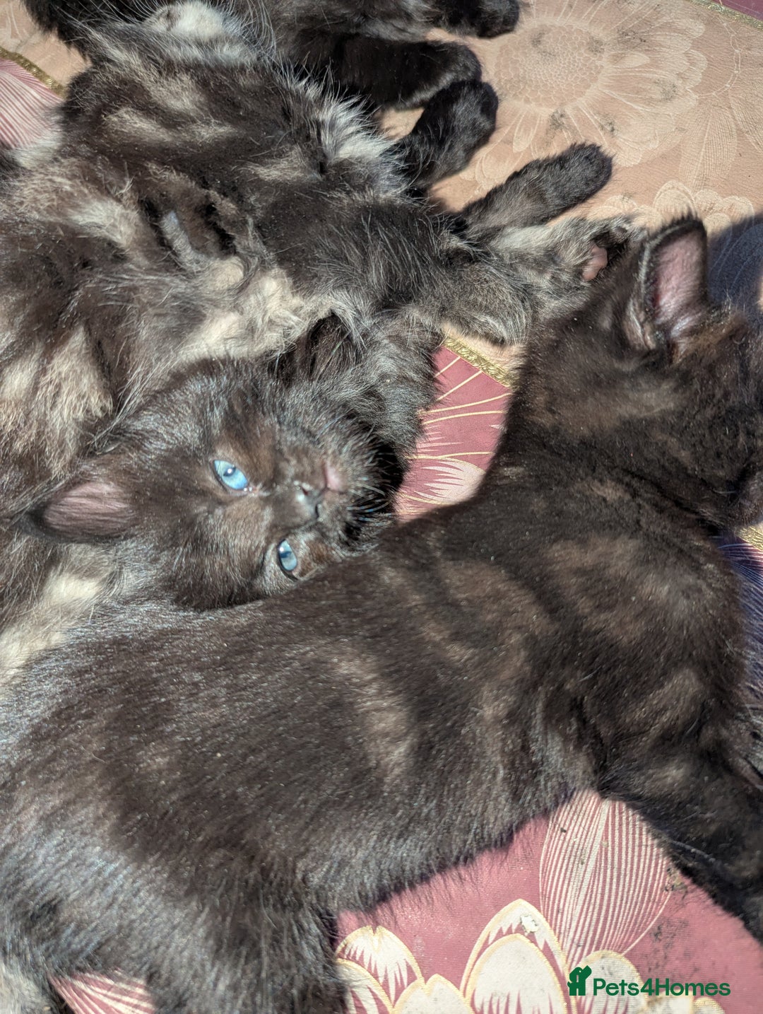 Bombay cats for sale: Different prices Bombay X long hair  - Image 11