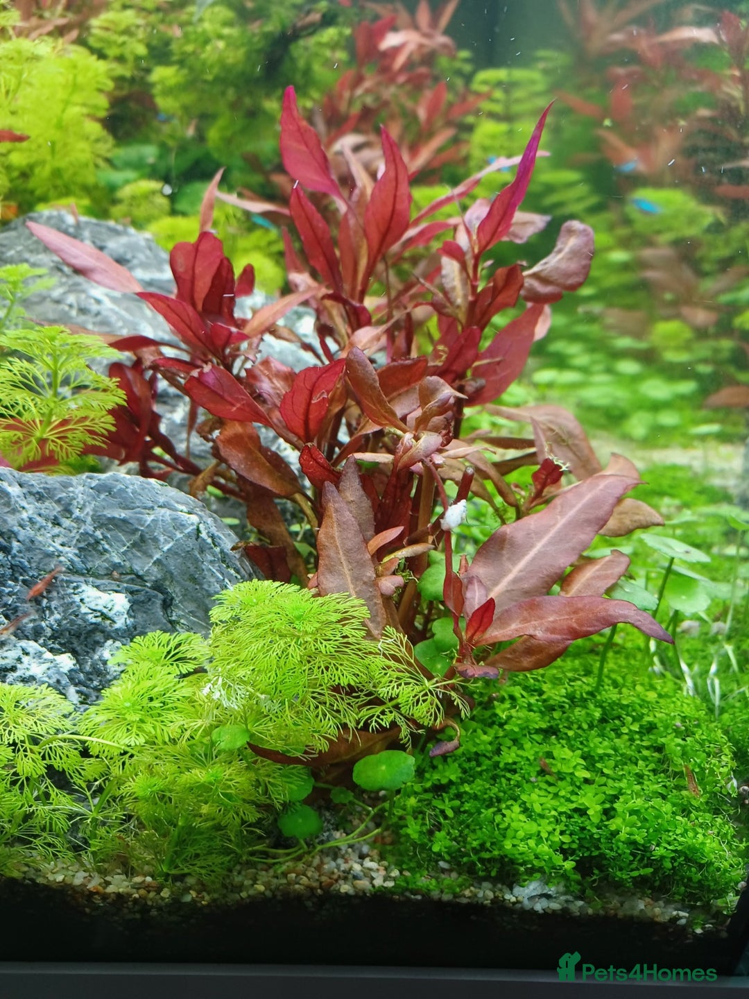 Shrimps fish for sale: 🔥RED, BLUE & YELLOW SHRIMP 🦐 + a free plant 🍃 - Image 4