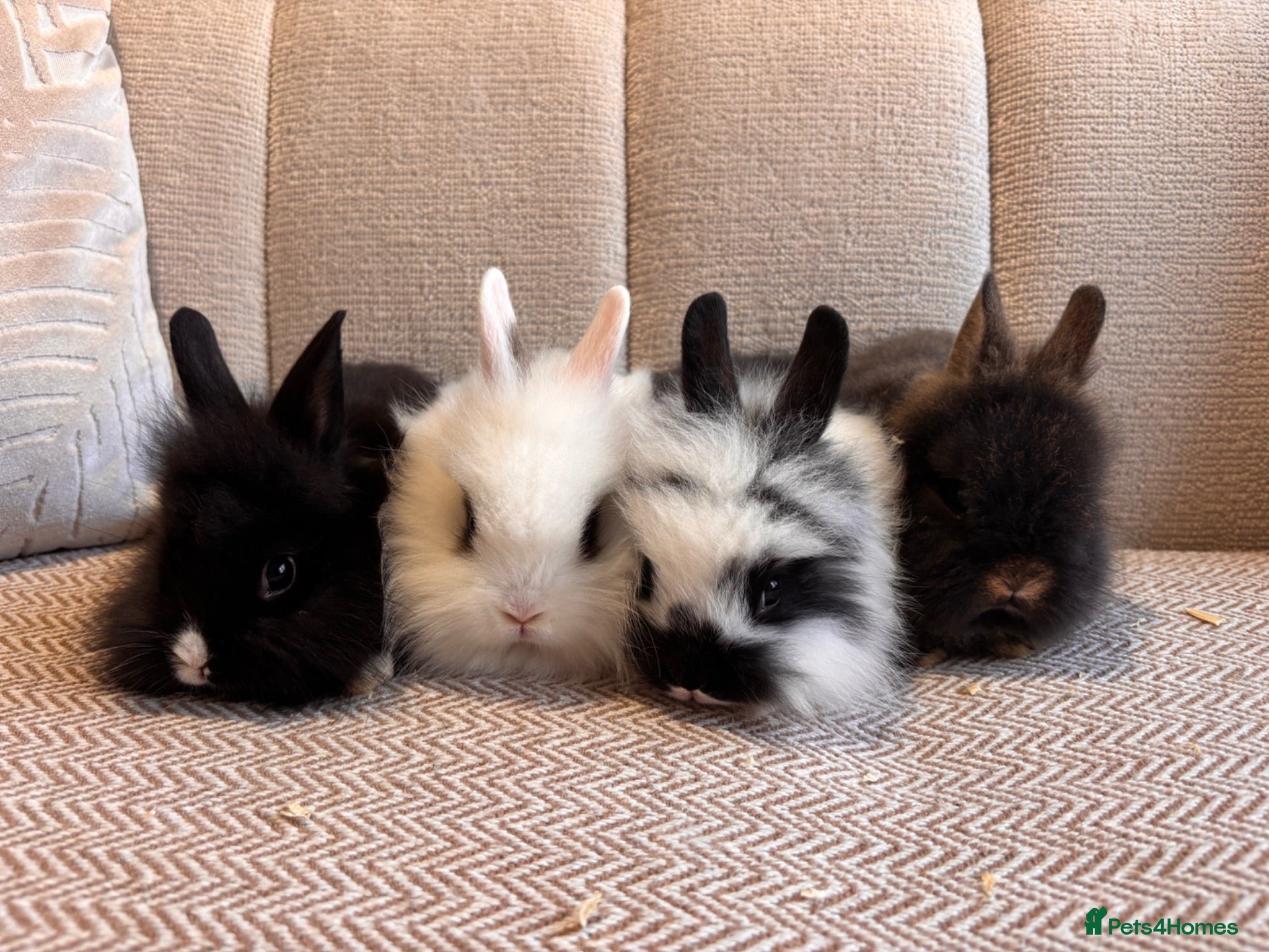 Lionhead rabbits Adorable Purebred Lionhead Bunny Babies - Advert 4