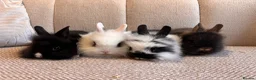 Lionhead rabbits for sale: Adorable Purebred Lionhead Bunny Babies - Advert 1