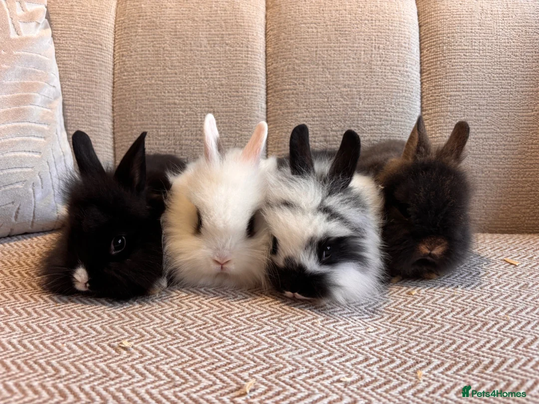 Lionhead rabbits for sale: Adorable Purebred Lionhead Bunny Babies - Advert 1