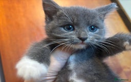 British Shorthair cats for sale: British shorthair x - Image 8