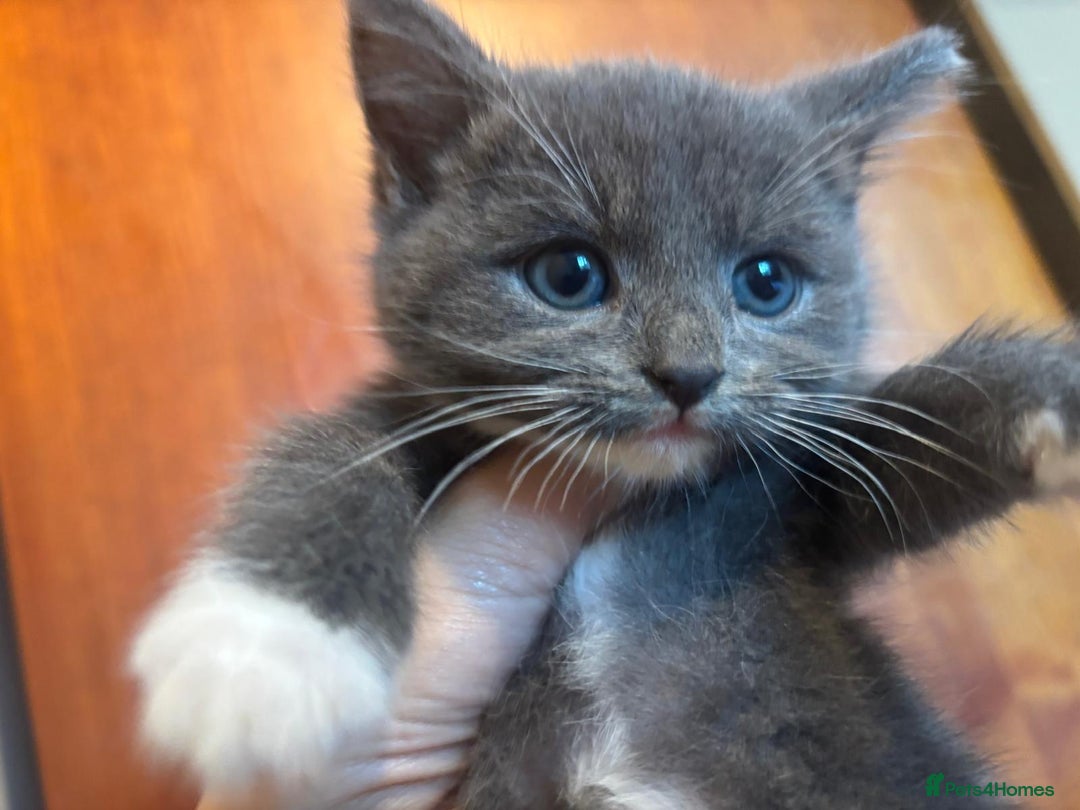 British Shorthair cats for sale: British shorthair x - Image 8