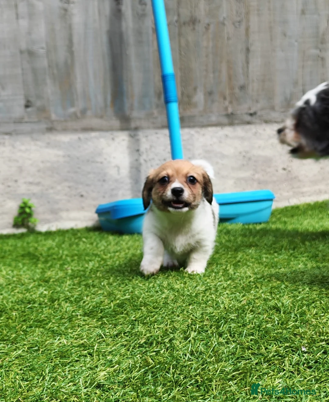Mixed Breed dogs for sale: Mauxie ( Miniature Dachshund X Maltese )  in Gainsborough - Advert 10
