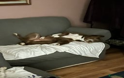 Mixed Breed dogs for sale: Cross collie / bearded collie - Image 4